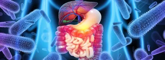 Microbiote intestinal, point central
