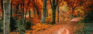 foret d-automne
